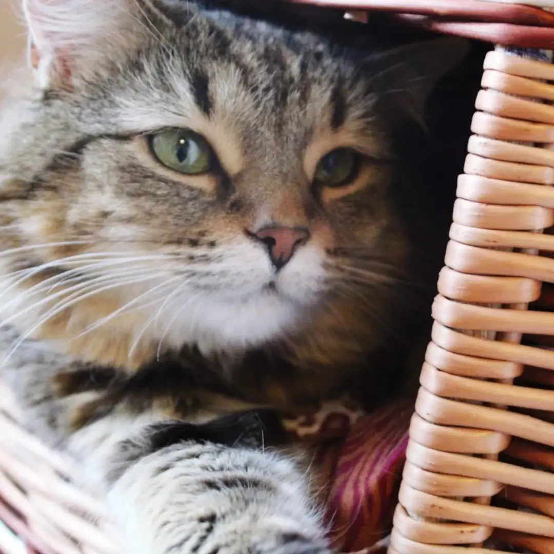 Publicação do Instagram